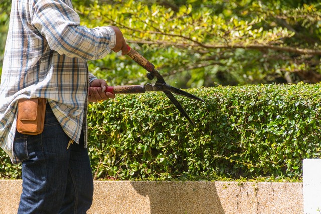 Garden Maintenance Clapham, SW4